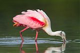 Roseate Spoonbillborder=